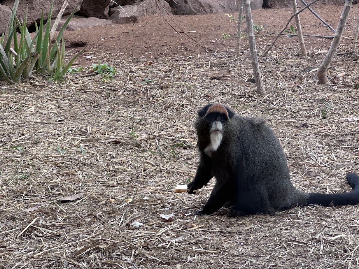 Monkey Park